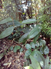 Heliconia schiedeana