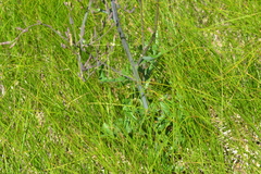 Lactuca hirsuta