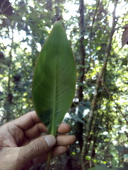 Heliconia schiedeana