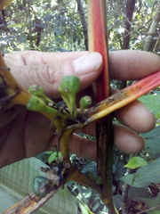 Heliconia schiedeana