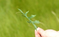 Lactuca hirsuta
