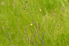 Lactuca hirsuta