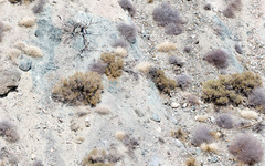 Astragalus tricarinatus