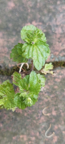 Image of Veronica javanica by (c) Juan Carlos Caicedo Hernández, some rights reserved (CC BY)