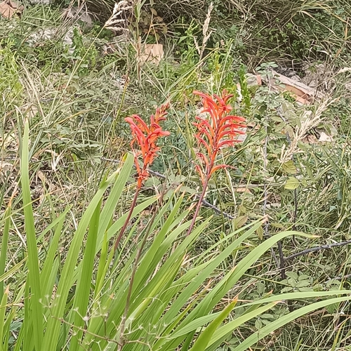 Chasmanthe floribunda