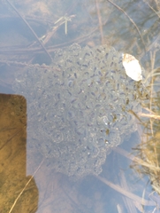 Lithobates sylvaticus image