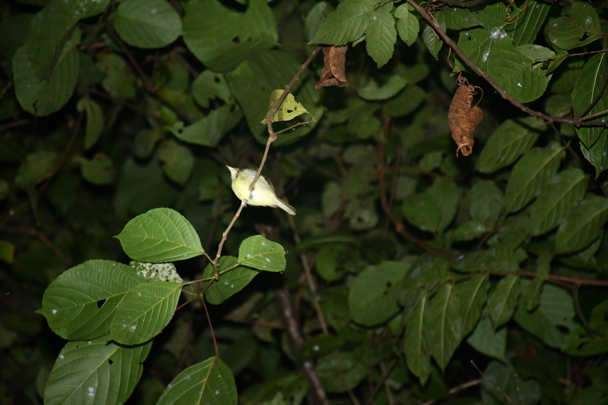 Sulphur-bellied Tyrant-Manakin (Neopelma sulphureiventer), photo 6
