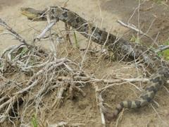 Crotalus ravus