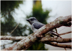 Coracina macei larutensis