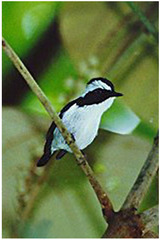 Ficedula westermanni