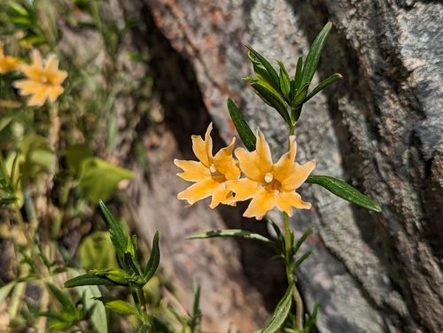 Chaparral bush monkeyflower (Diplacus linearis)