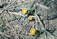 Calochortus monophyllus