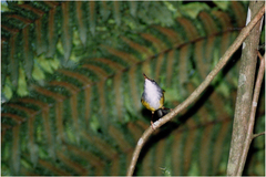 Phyllergates cucullatus