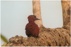 Micropternus brachyurus