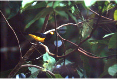 Melanochlora sultanea
