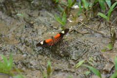 Heliconius melpomene