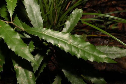 Image of Helicia glabriflora by (c) Greg Tasney, some rights reserved (CC BY-SA)
