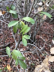 Pyracantha koidzumii