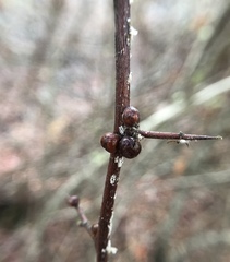 Pyracantha koidzumii