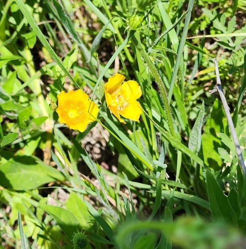 Image of Linum rigidum by (c) sarah1862, some rights reserved (CC BY)