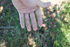 Eragrostis trichodes