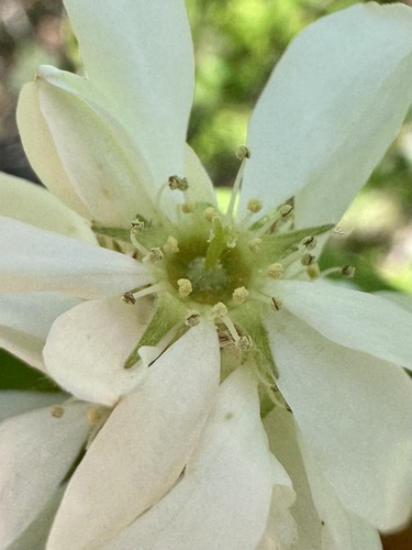 Amelanchier alnifolia