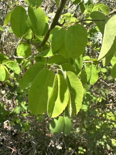 Amelanchier alnifolia