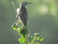 Campylorhynchus yucatanicus