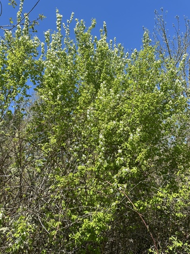 Amelanchier alnifolia