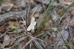 Euchlaena deplanaria