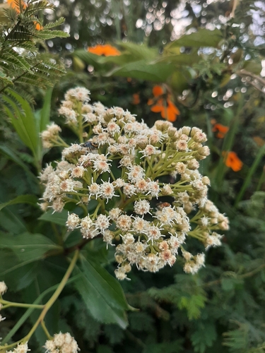 Baccharis latifolia (Ruiz & Pav.) Pers.