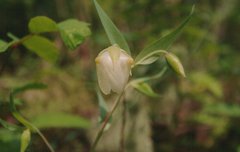 Calochortus albus