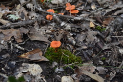 Cantharellus texensis