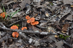 Cantharellus texensis