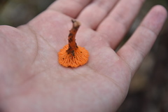 Cantharellus texensis