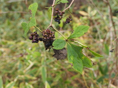 Eleutherococcus divaricatus