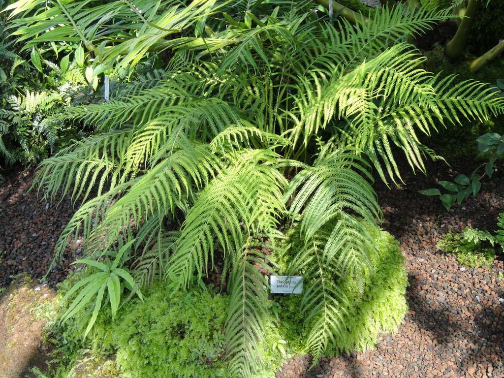 Grid-scale maiden fern