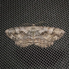 Cymatophora approximaria