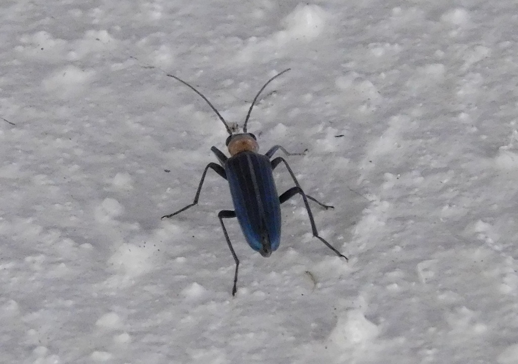 Oxycopis floridana