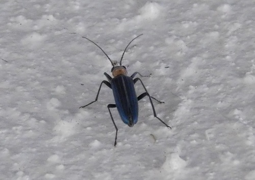 Oxycopis floridana