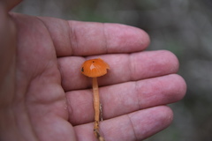 Gliophorus perplexus
