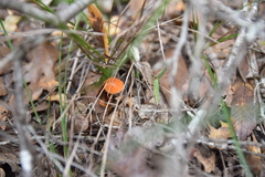 Gliophorus perplexus