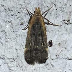 Dichomeris costarufoella