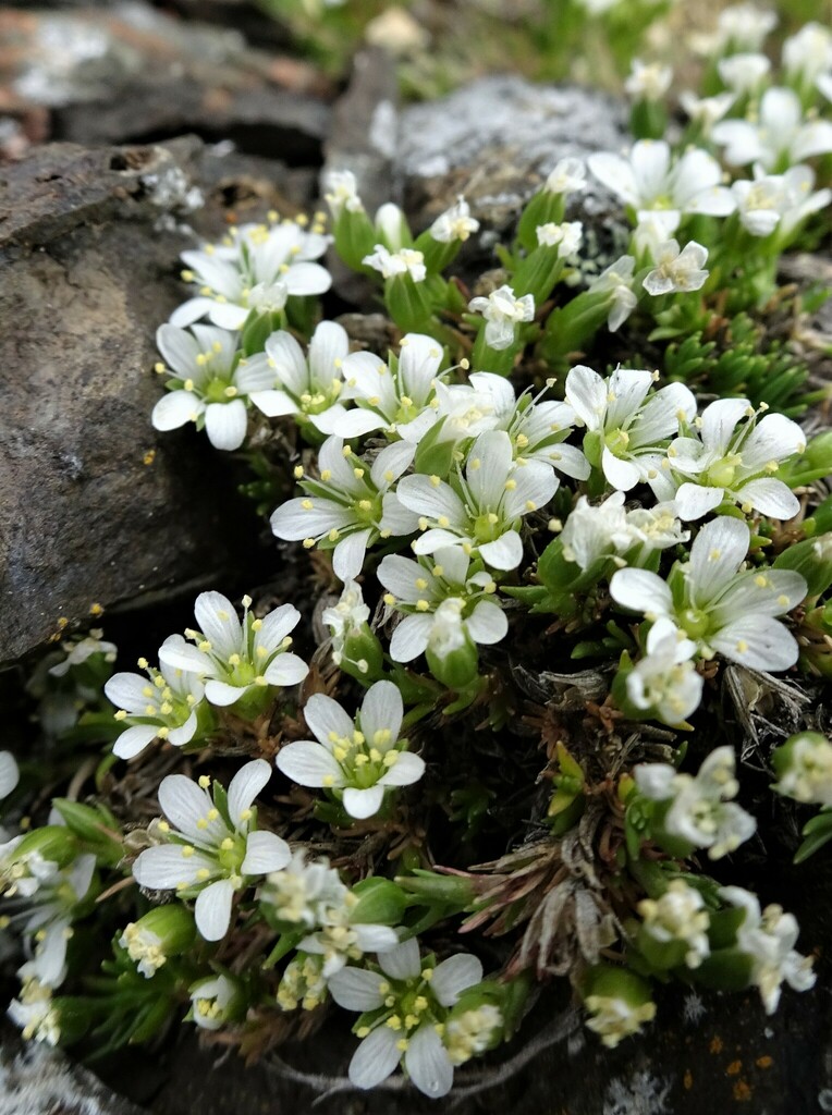 olympic sandwort