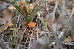 Gliophorus perplexus