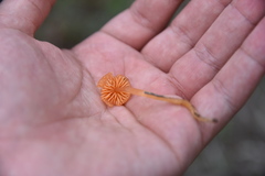 Gliophorus perplexus