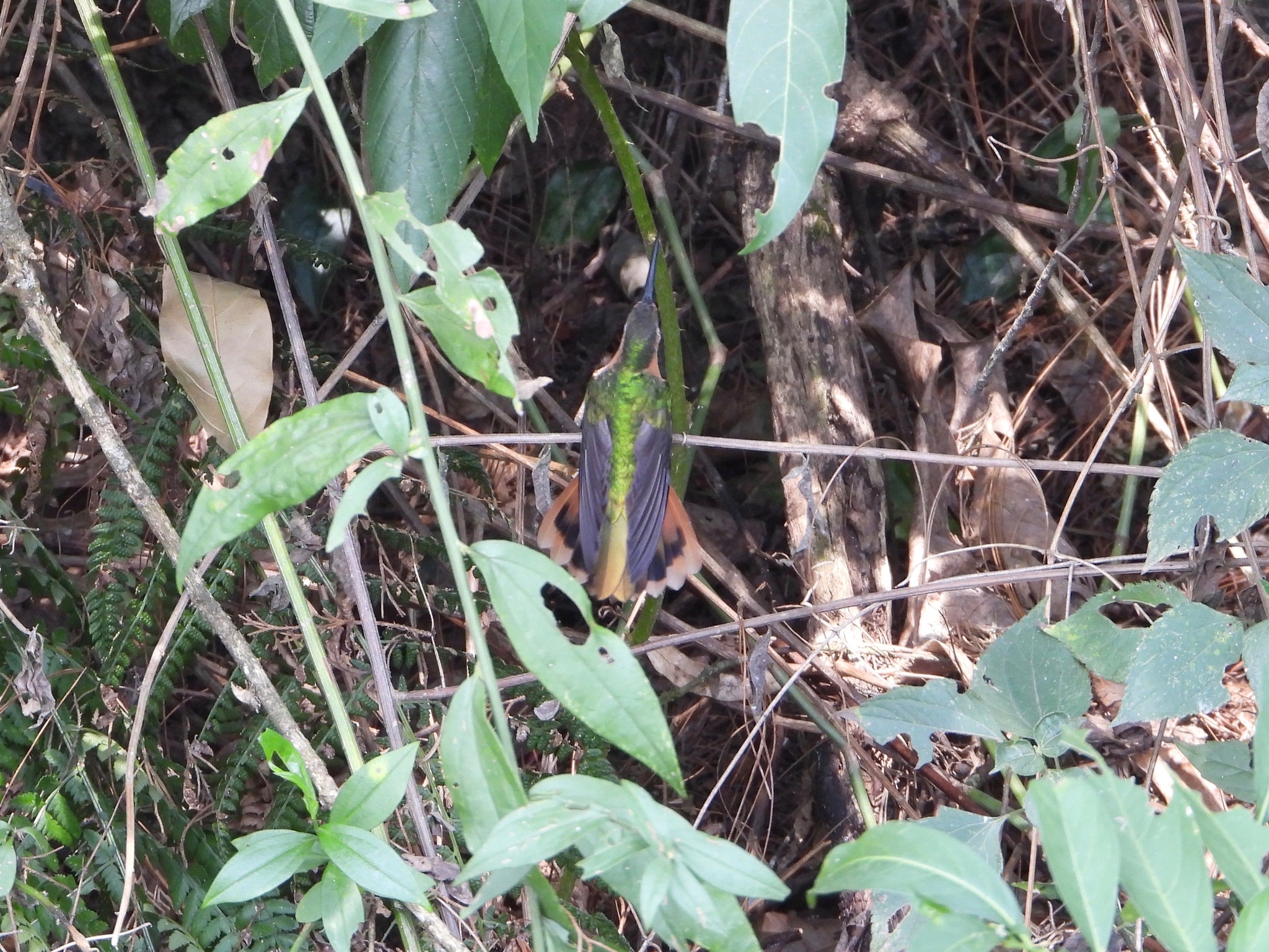 Rufous Sabrewing (Pampa rufa), photo 5