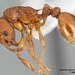 Myrmica americana - Photo (c) April Nobile, alguns direitos reservados (CC BY)