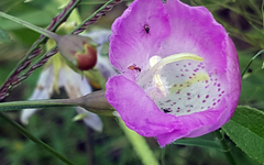 Agalinis strictifolia