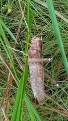 Schistocerca alutacea